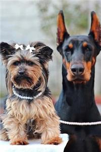 Yorkie and Doberman 