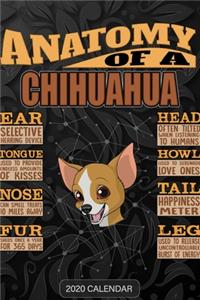 Anatomy Of A Chihuahua