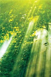 Sunlight Through Leaves Journal
