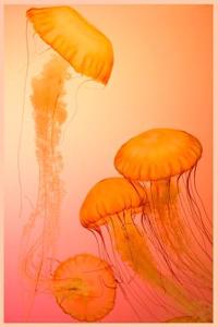 Jellyfish Notebook