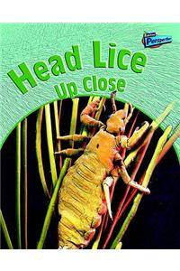 Head Lice Up-close