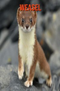 Weasel