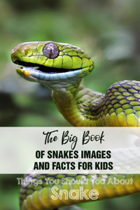 The Big Book Of Snakes Images And Facts For Kids Things You Should You About Snakes