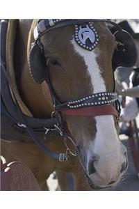 Horse Photo School Composition Book Equine Carriage Horse