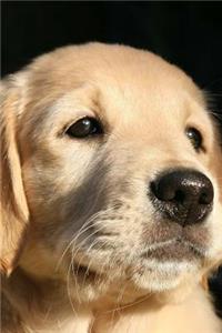 My Labrador Retriever (Journal / Notebook)