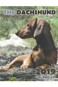 The Dachshund 2019 Calendar