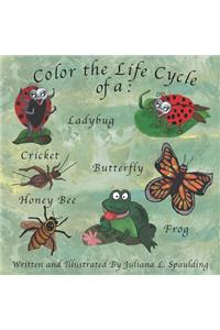 Color the Life Cycle of a Ladybug, Cricket, Butterfly, Honey Bee, and a Frog