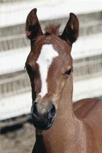 2020 Weekly Planner Horse Photo Equine Foal Stripe 134 Pages