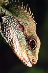 Chinese Water Dragon Profile Journal