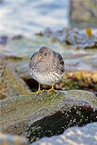 The Ocean Beach Runner Kiwi Bird Journal