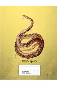 Snake Boa Constrictor Graph Paper Composition Book