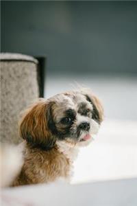 Shih Tzu Journal