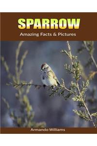 Sparrow: Amazing Facts & Pictures
