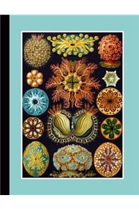 Vintage Botanical Illustration Journal: Ernst Haeckel - Ascidiae Sealife Lined Journal for the Marine Biologist or Sea Life Lover