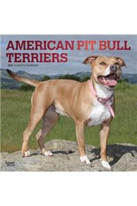 American Pit Bull Terriers 2019 Square Foil