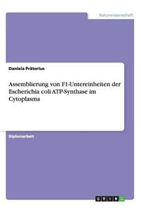 Assemblierung von F1-Untereinheiten der Escherichia coli ATP-Synthase im Cytoplasma