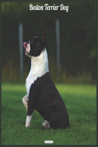 Boston Terrier Dog 2021 Wall Calendar