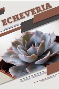 Echeveria