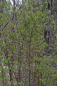 School Composition Book Forest First Spring Leaves