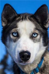Young Siberian Husky with Blue Eyes Puppy Dog Journal
