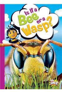 Is It a Bee or a Wasp?