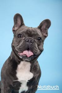 Französische Bulldogge