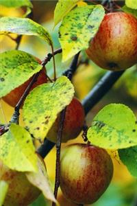 2020 Weekly Planner Food Apple Tree 134 Pages