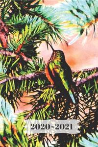 Tiny Cute Shiny Green Hummingbird on a Evergreen Branch Pine Tree Diary, Pretty Journal for Daily Thoughts