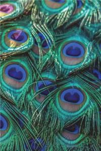 Peacock Notebook