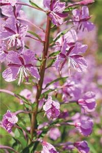 Epilobium Angustifolium Flowers Growing in a Spring Field Journal