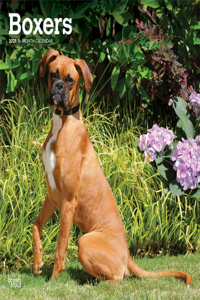 Boxers 16 Month Caledar
