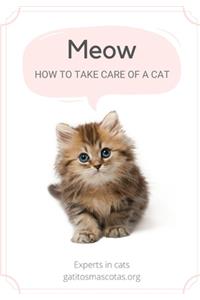 How to take care of a cat / cat guide