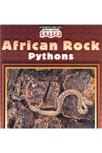 African Rock Pythons