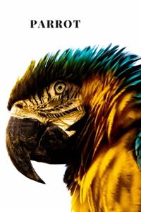 Parrot