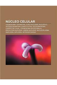 Nucleo Celular