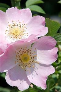 Iowa State Flower - Wild Rose Journal