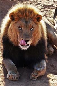 Lion Sticking out his Tongue Animal Journal