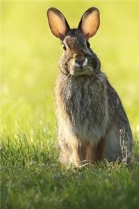 Bunny Rabbit Journal
