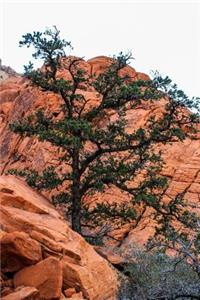 A Tree in Red Rocks National Park Utah USA Journal
