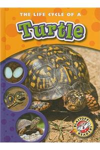 Life Cycle of a Turtle