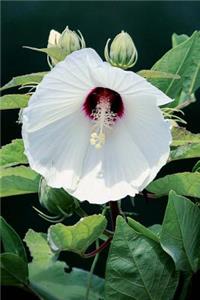 White Hibiscus Flower Journal