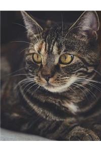 Cat Cats Feline Domestic Mackerel Pet Pets Kitten Kittens Photography Zoology