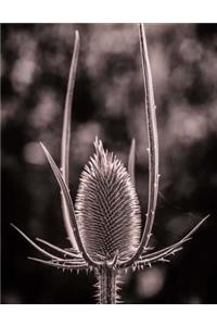 Nature Notebook Large Size 8.5 x 11 Ruled 150 Lined Pages Softcover Journal Comp