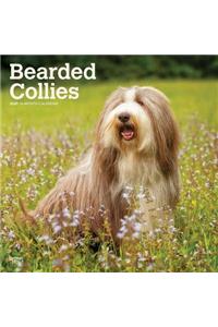 Bearded Collies 2020 Square Wall Calendar