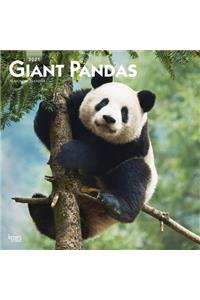 Giant Pandas 2021 Square