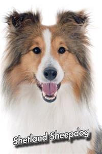 Shetland Sheepdog