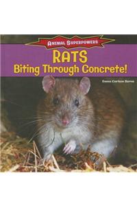 Rats: Biting Through Concrete!