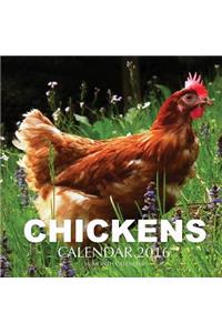 Chickens Calendar 2016
