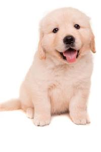 Golden Retriever February Notebook & Journal. Productivity Work Planner & Idea Notepad
