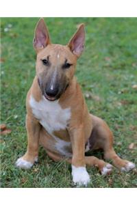 Miniature Bull Terrier